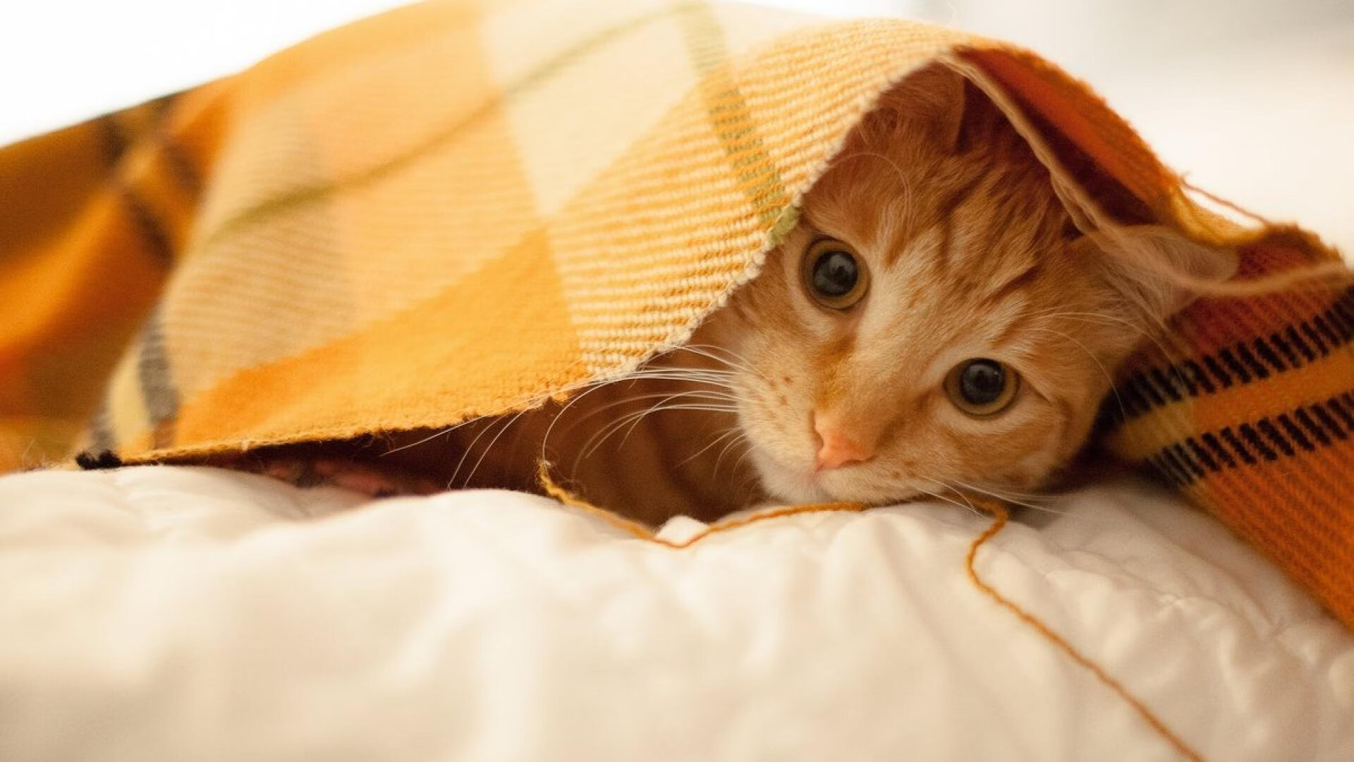 总决赛焦点战，骑士客场力克湖人，系列赛悬念再起